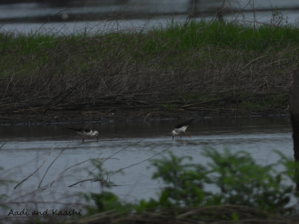 Black-winged Stilt - ML590889771