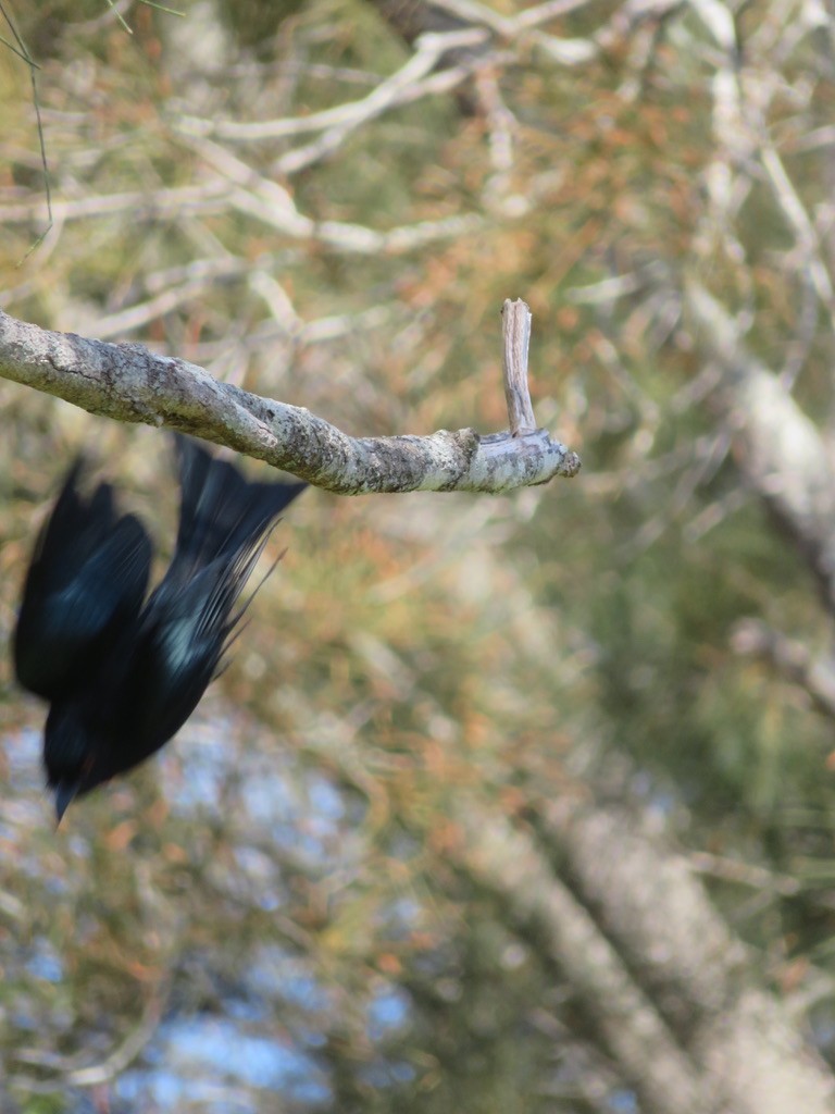 Spangled Drongo - John Dutton