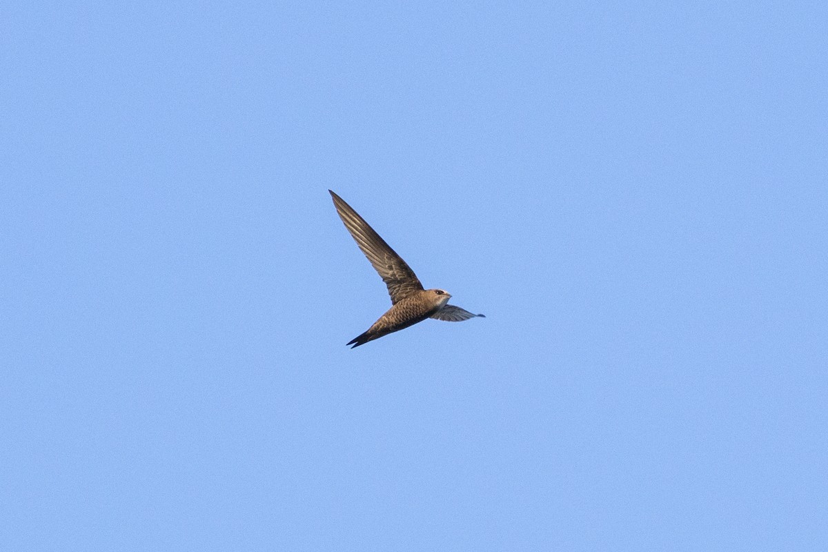 Common Swift - Radoslav Devedzhiev