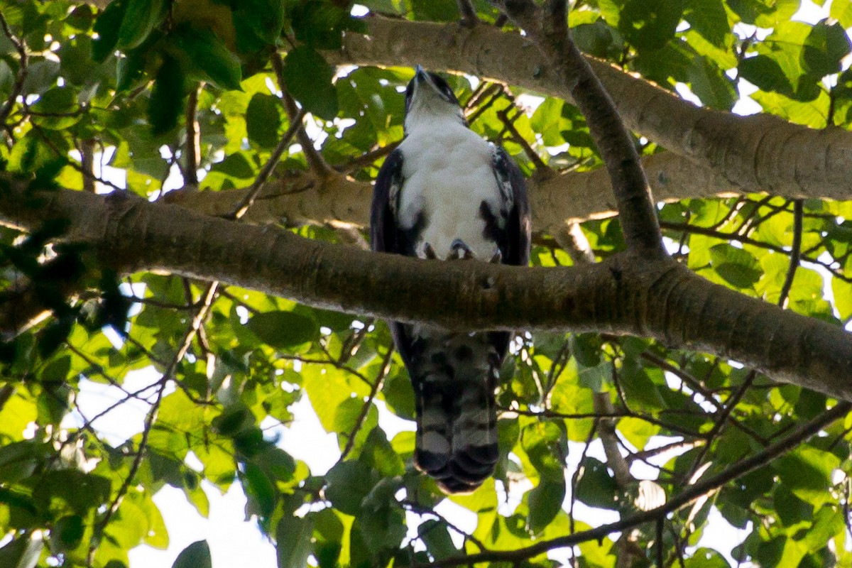 Cassin's Hawk-Eagle - Andrew Wood