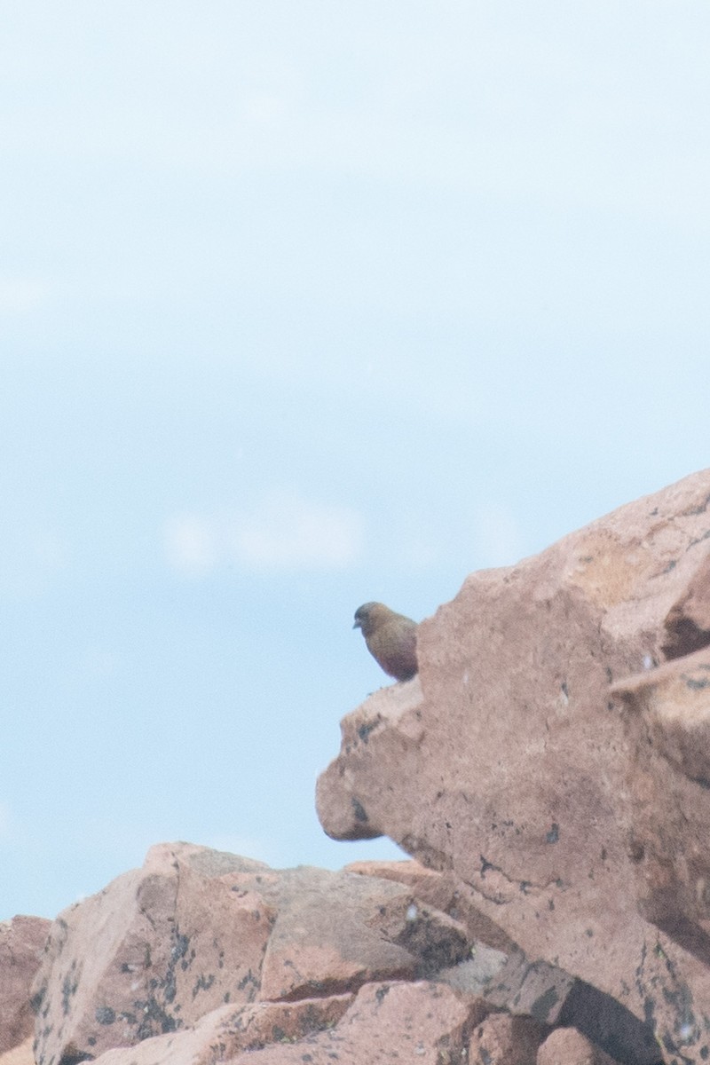 Brown-capped Rosy-Finch - Joshua Snead