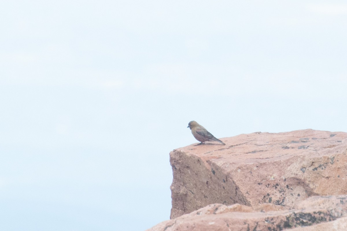 Brown-capped Rosy-Finch - Joshua Snead