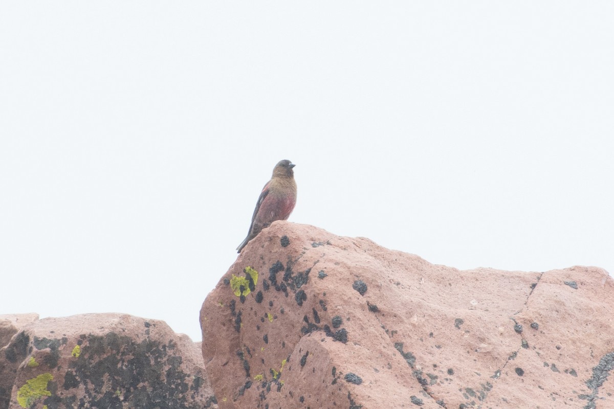 Brown-capped Rosy-Finch - Joshua Snead