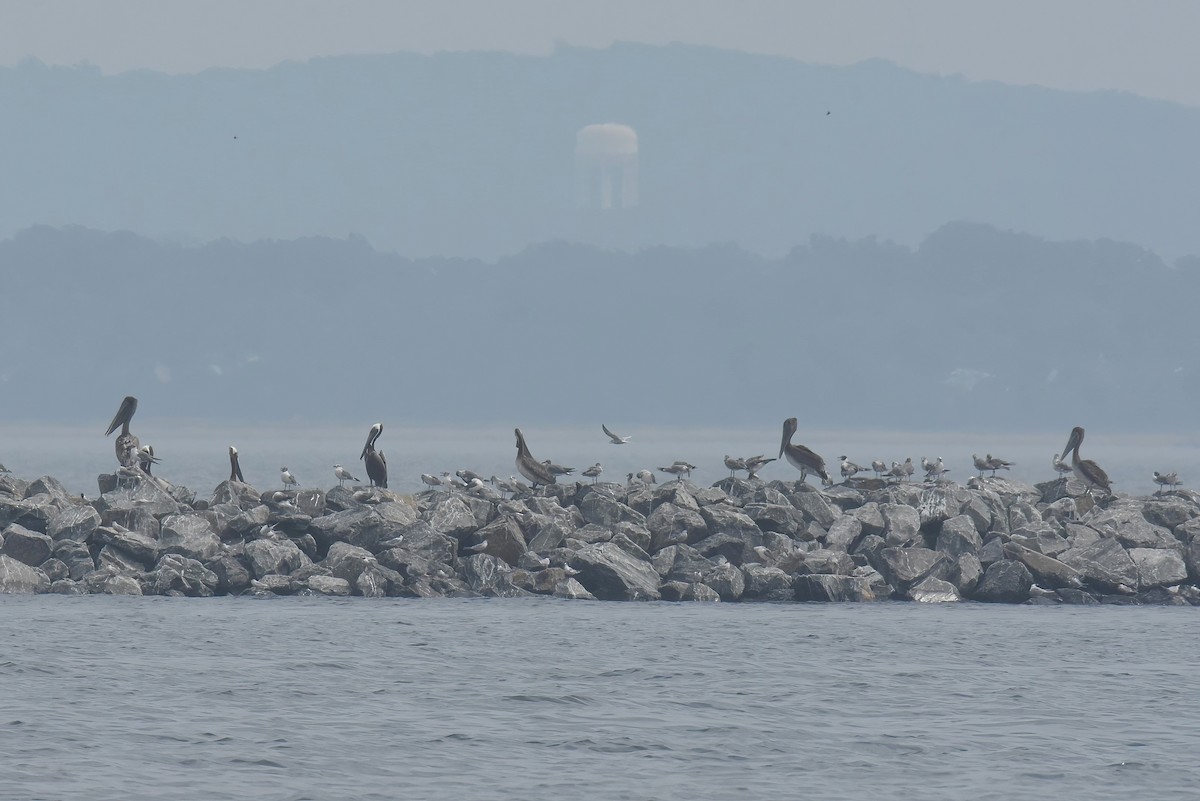 Brown Pelican - ML590892541