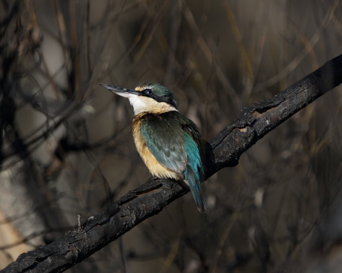 Sacred Kingfisher - ML590892671