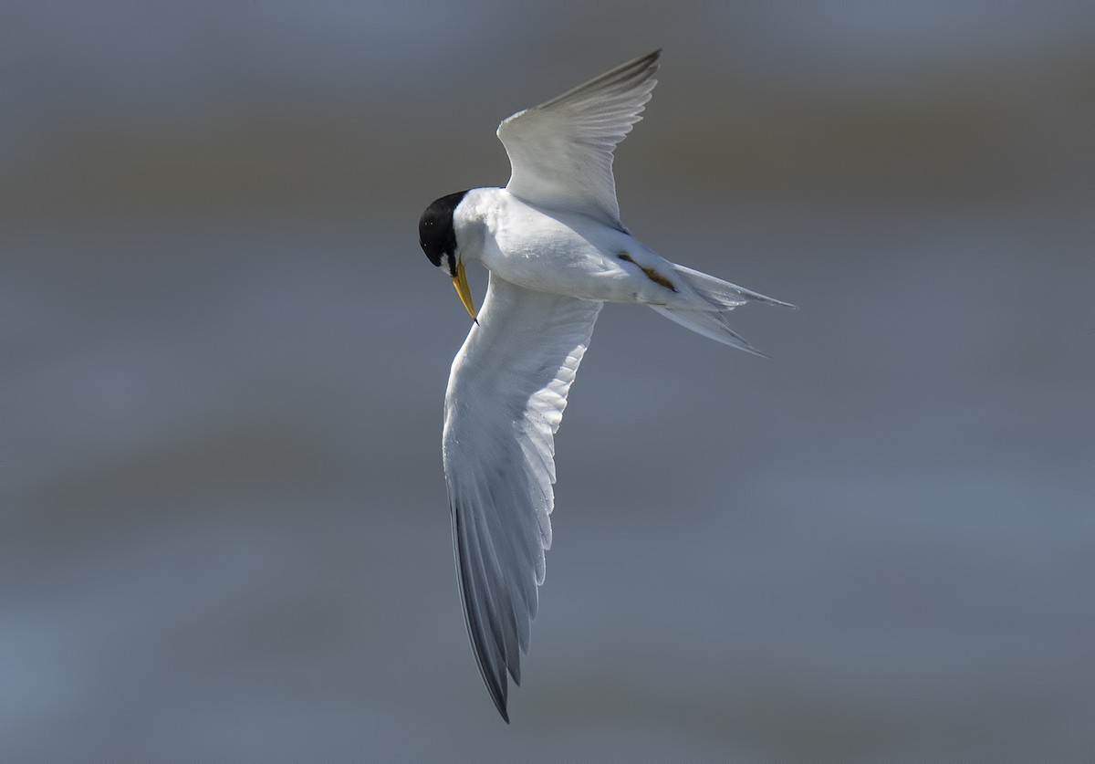 Least Tern - Gail  West