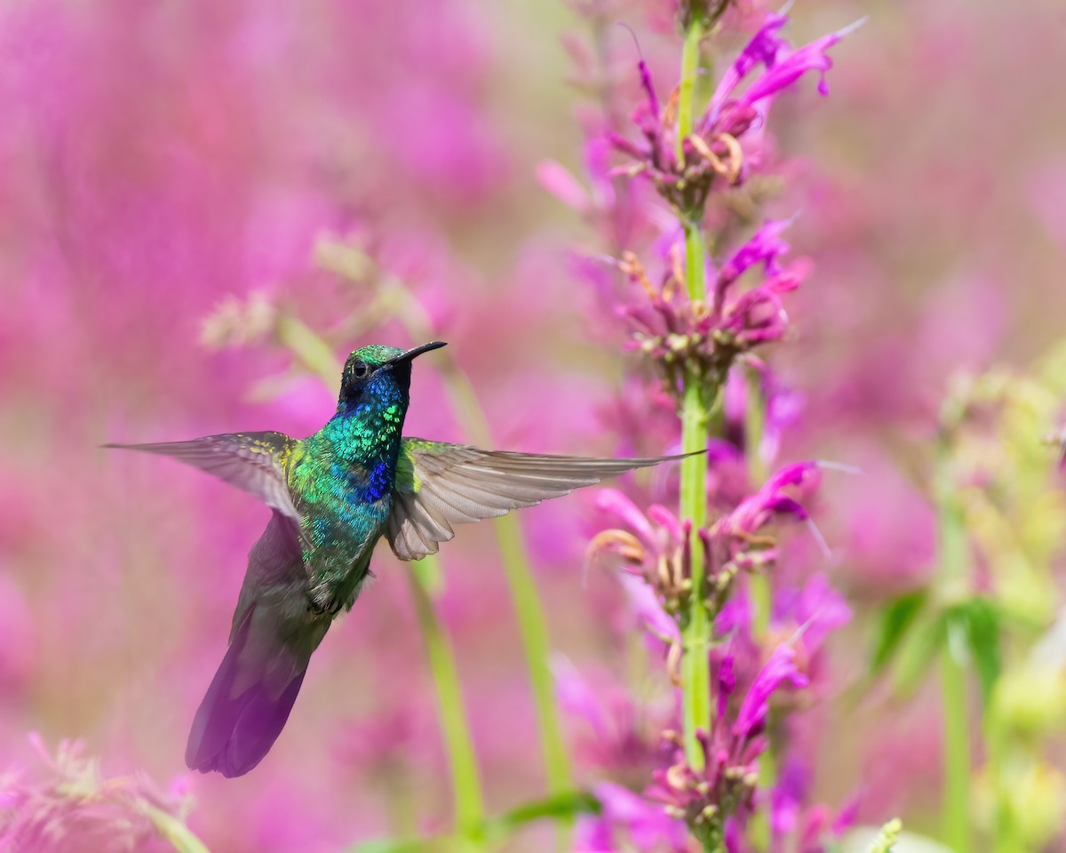 Mexican Violetear - ML590894091