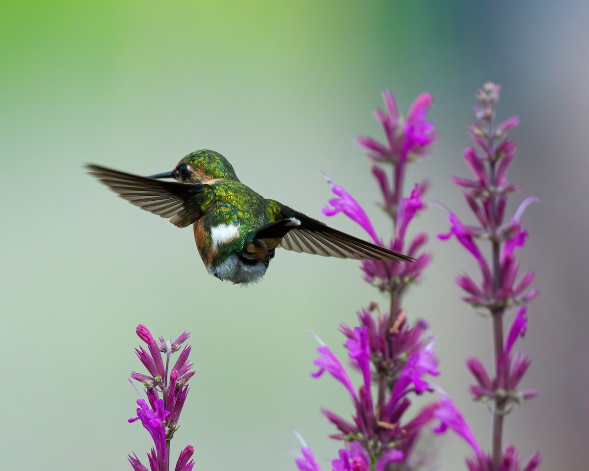 Sparkling-tailed Hummingbird - ML590894301