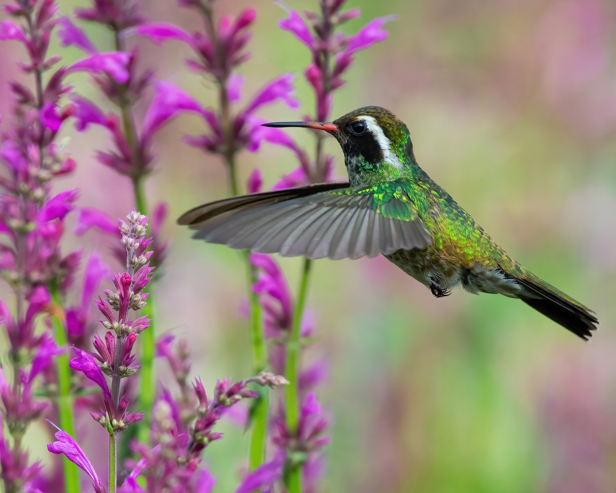 White-eared Hummingbird - ML590894411