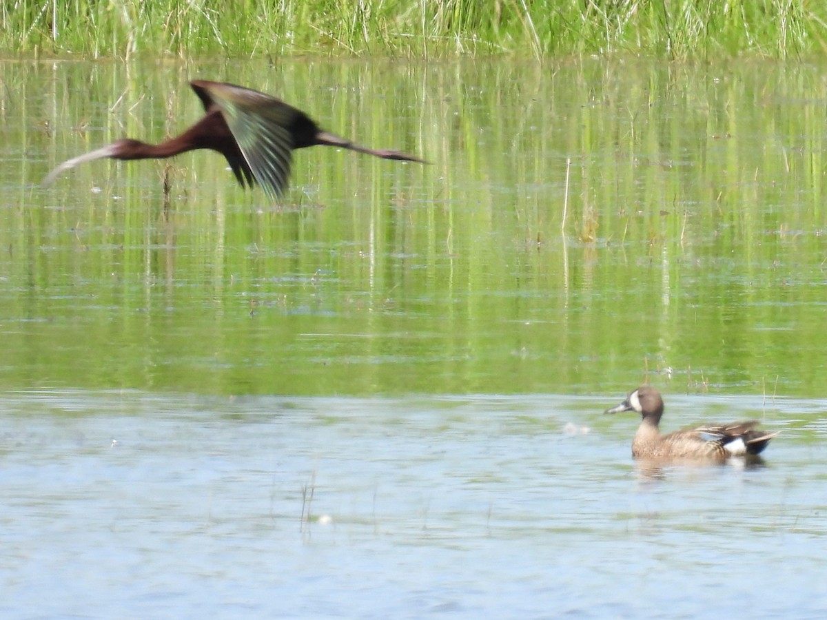 Blue-winged Teal - ML590894521