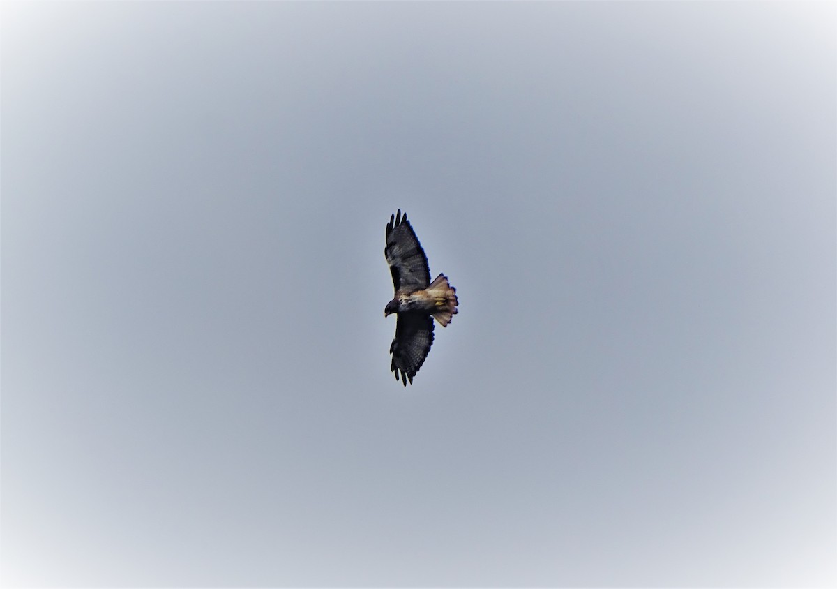 Rufous-tailed Hawk - ML590894711