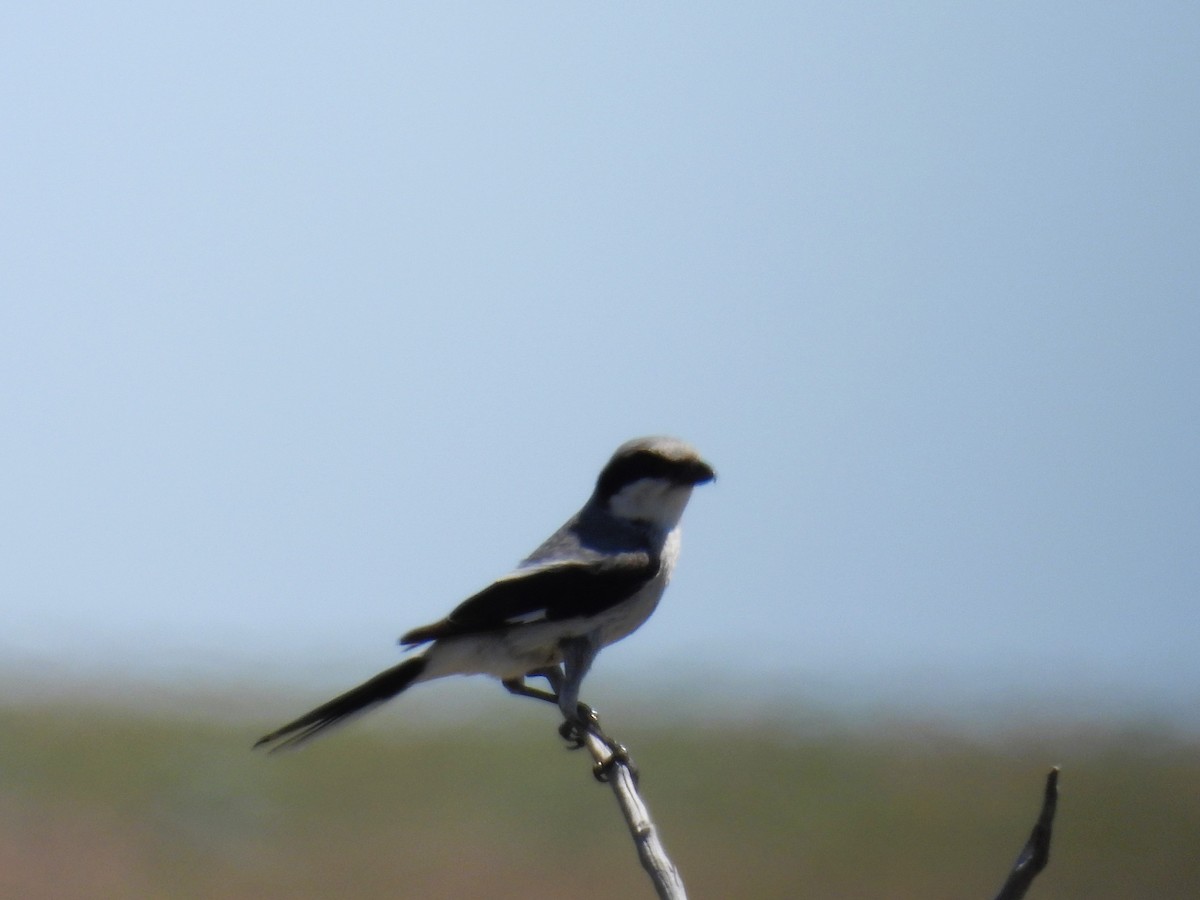 Loggerhead Shrike - ML590894731