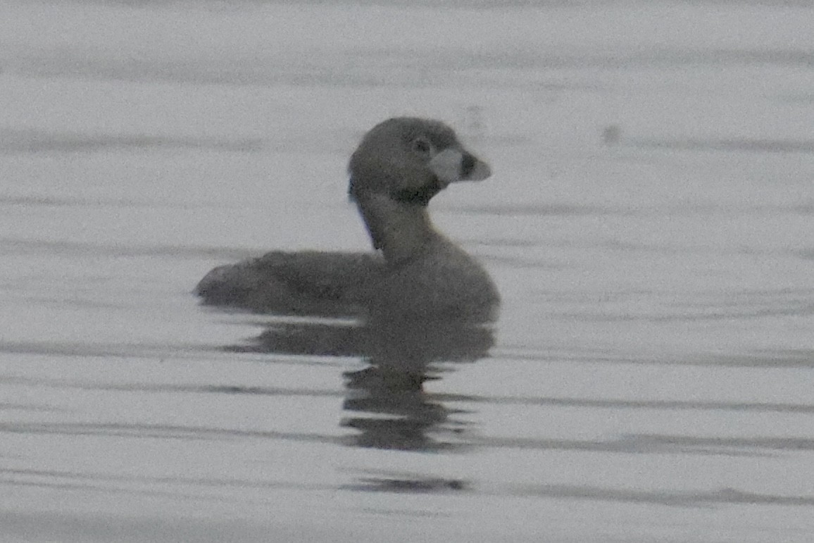 Pied-billed Grebe - Sam Larkin