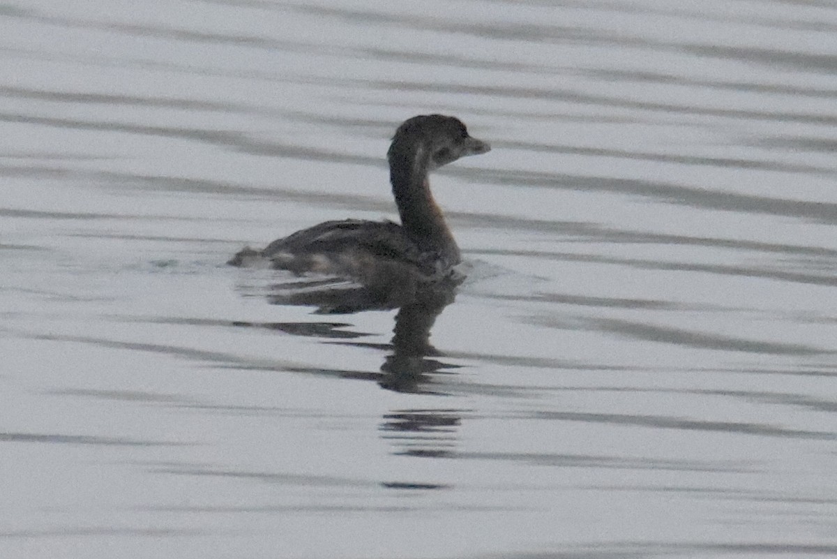 Pied-billed Grebe - ML590894771