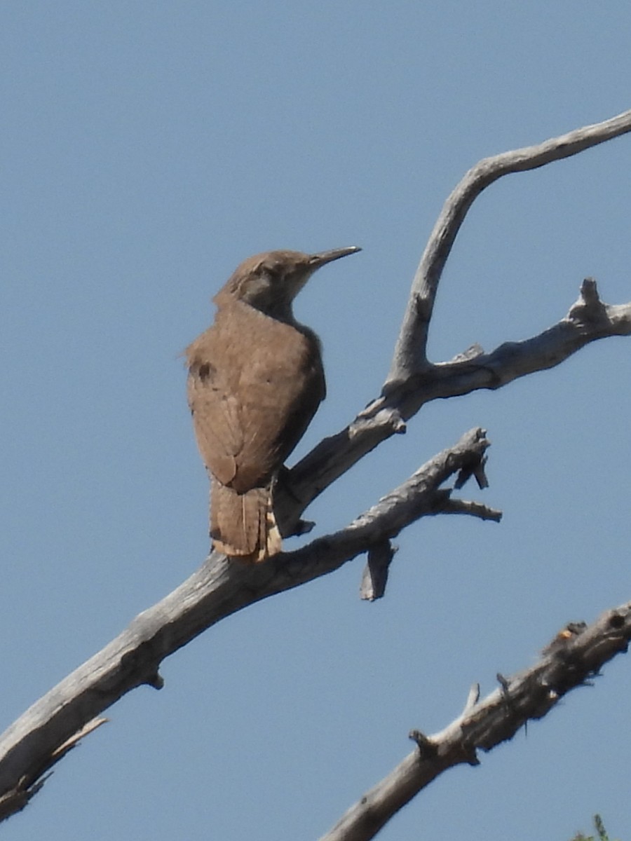 Rock Wren - ML590894871