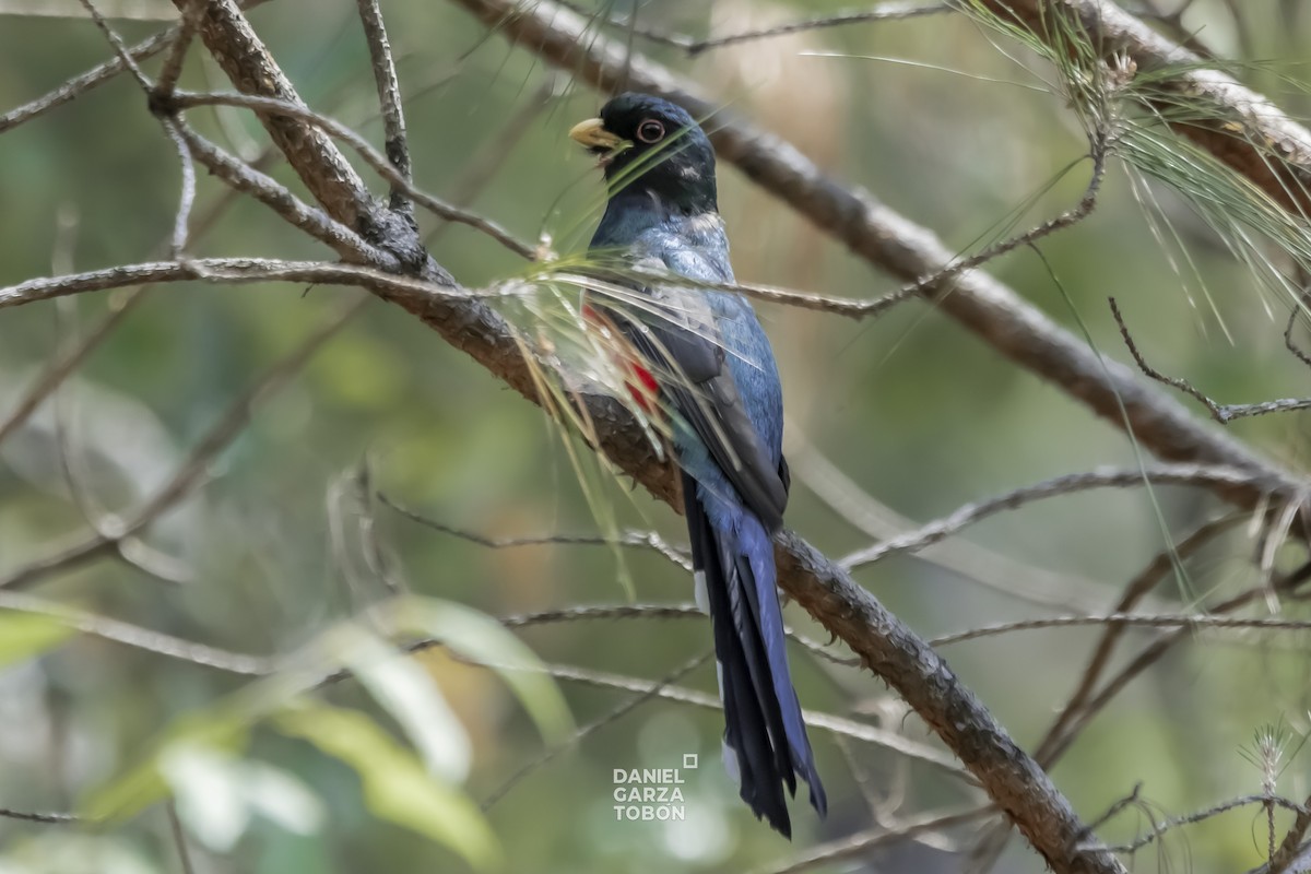 Mountain Trogon - ML590895791