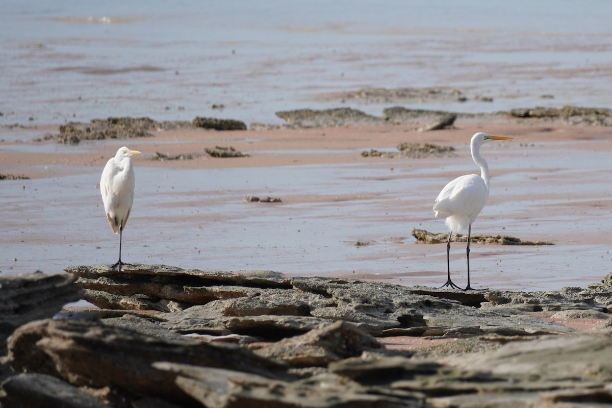 Great Egret - ML590896371