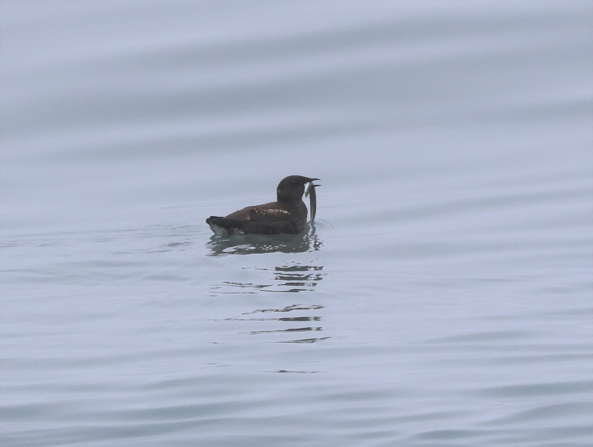 Marbled Murrelet - Joan Baker