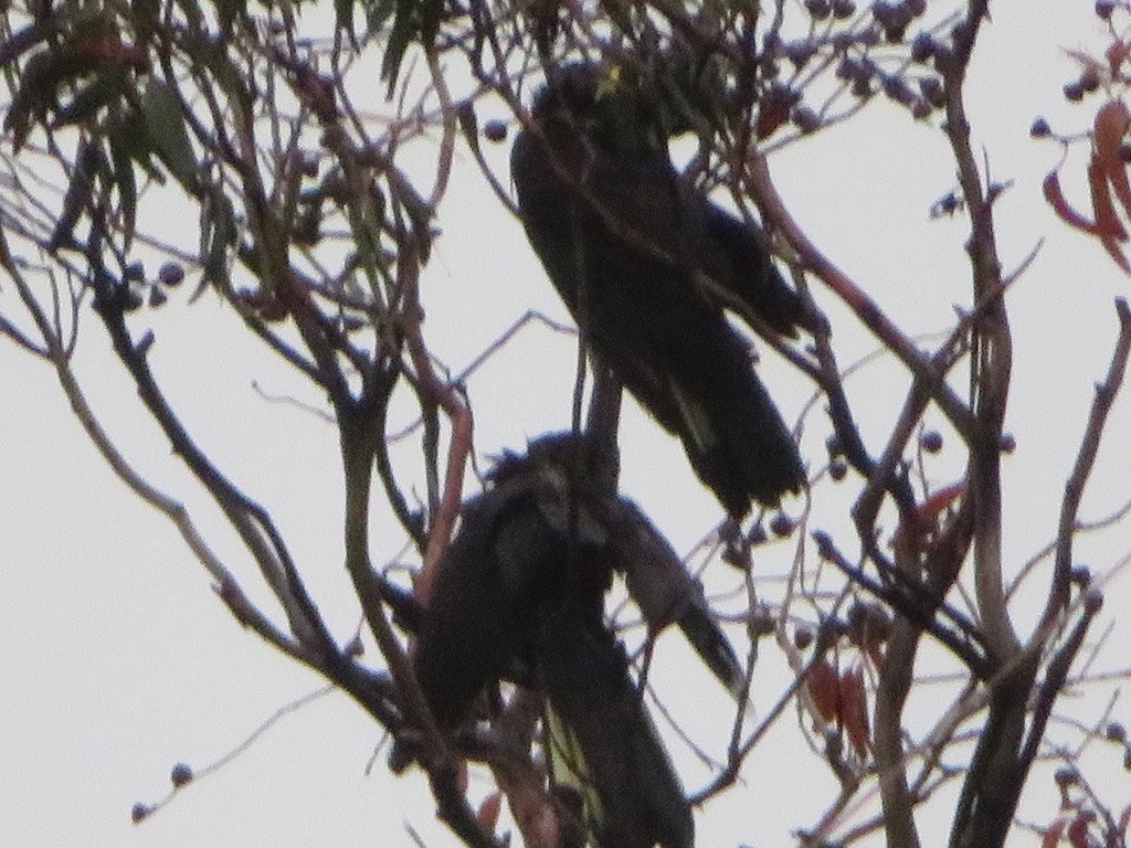 Yellow-tailed Black-Cockatoo - ML590898021