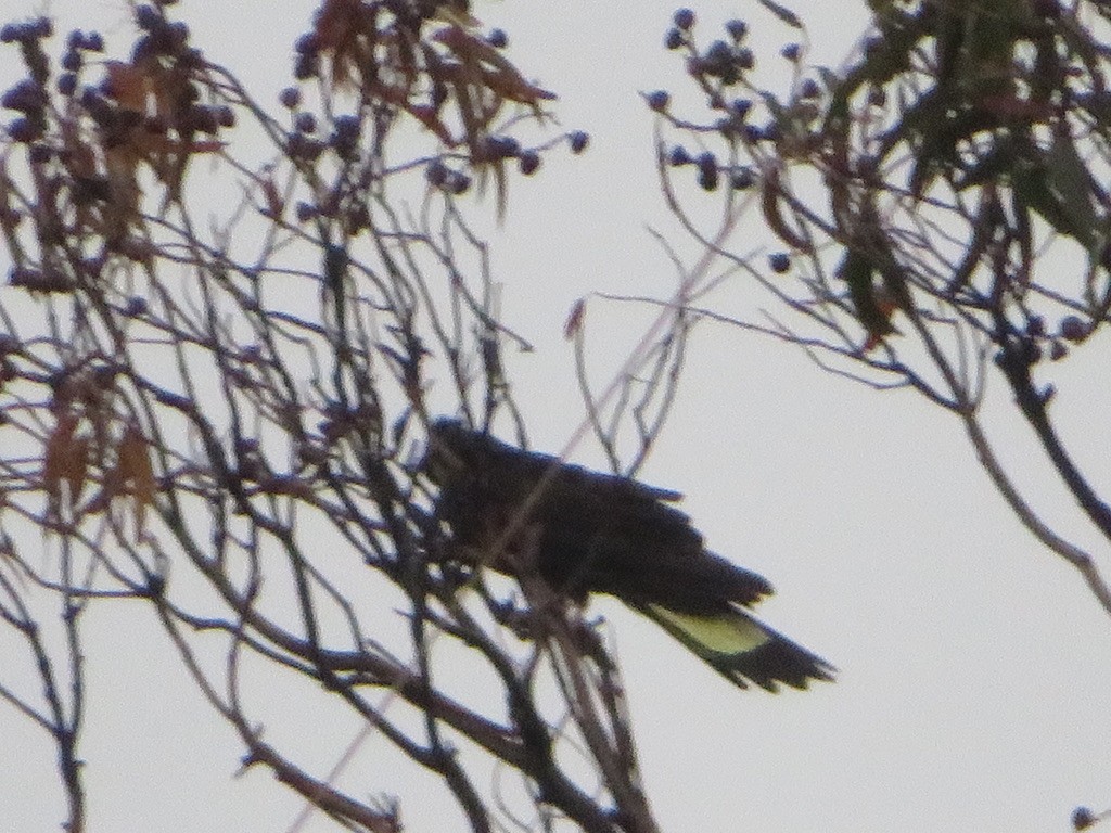 Yellow-tailed Black-Cockatoo - ML590898051