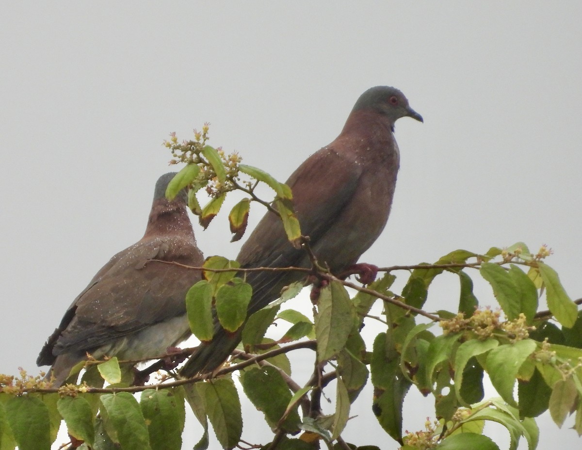 Pale-vented Pigeon - ML590899441