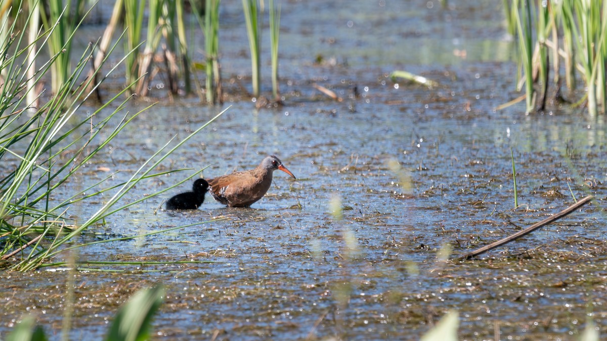 Virginia Rail - ML590900731
