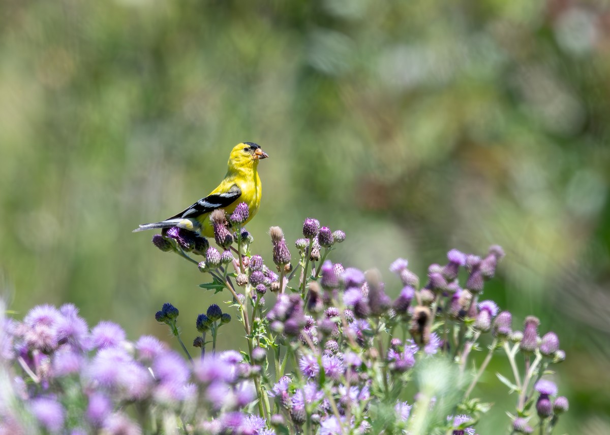 American Goldfinch - ML590900741