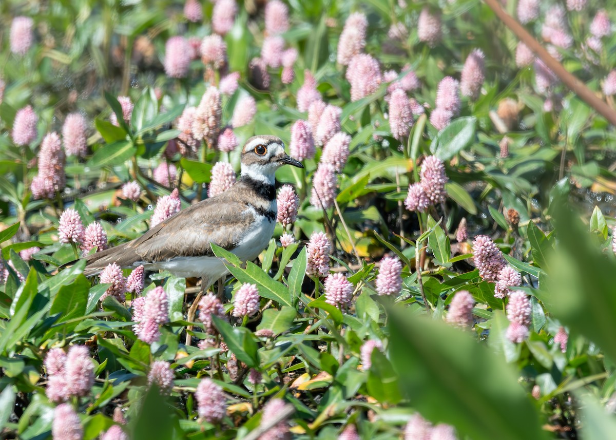 Killdeer - ML590900761