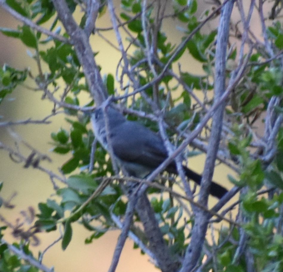 Blue-gray Gnatcatcher - Sally Anderson