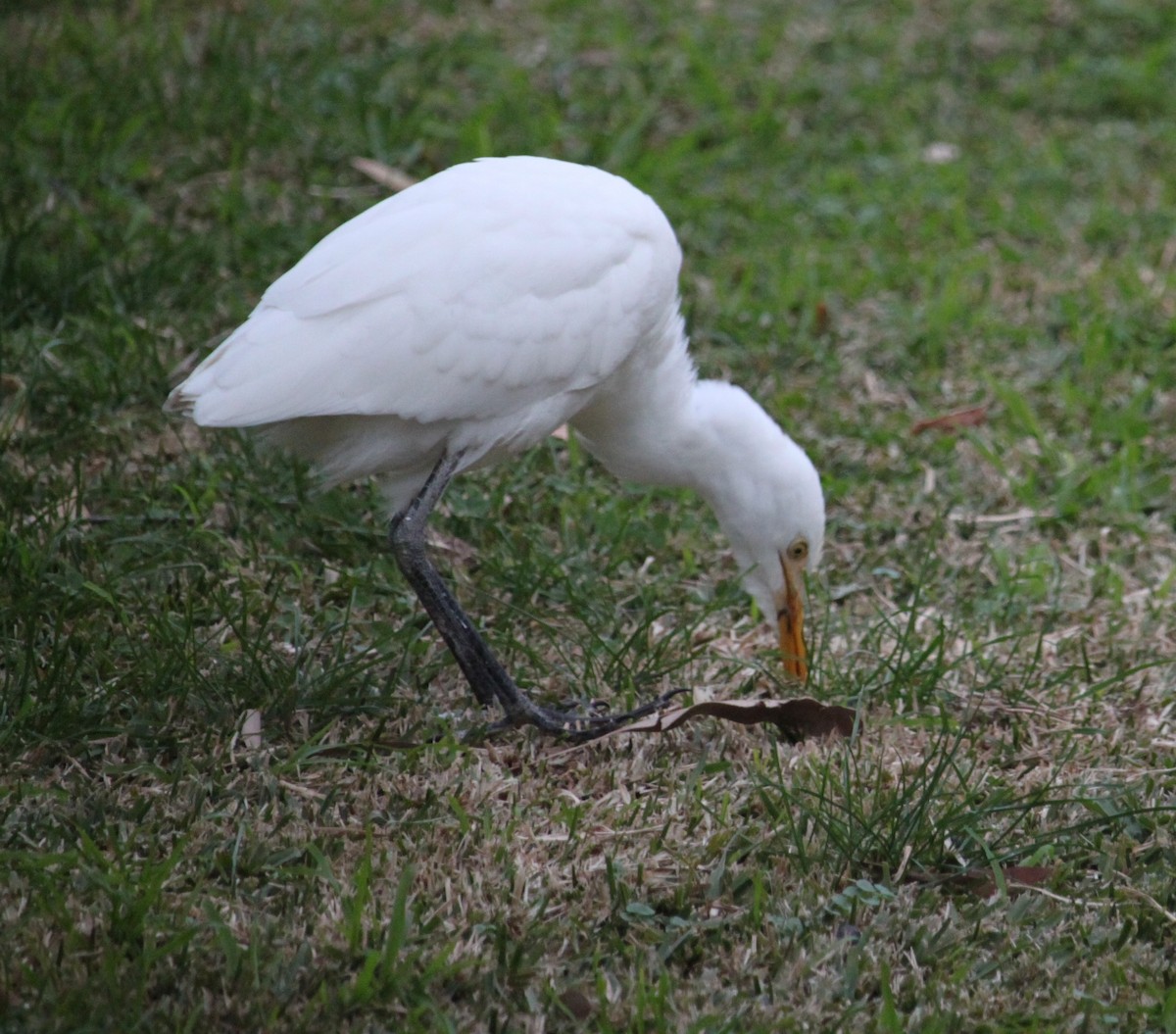 Eastern Cattle Egret - ML590901291