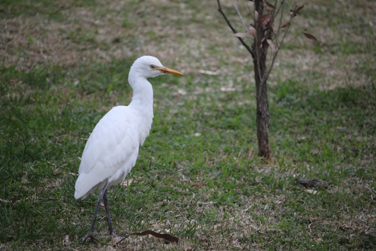 Eastern Cattle-Egret - ML590901301