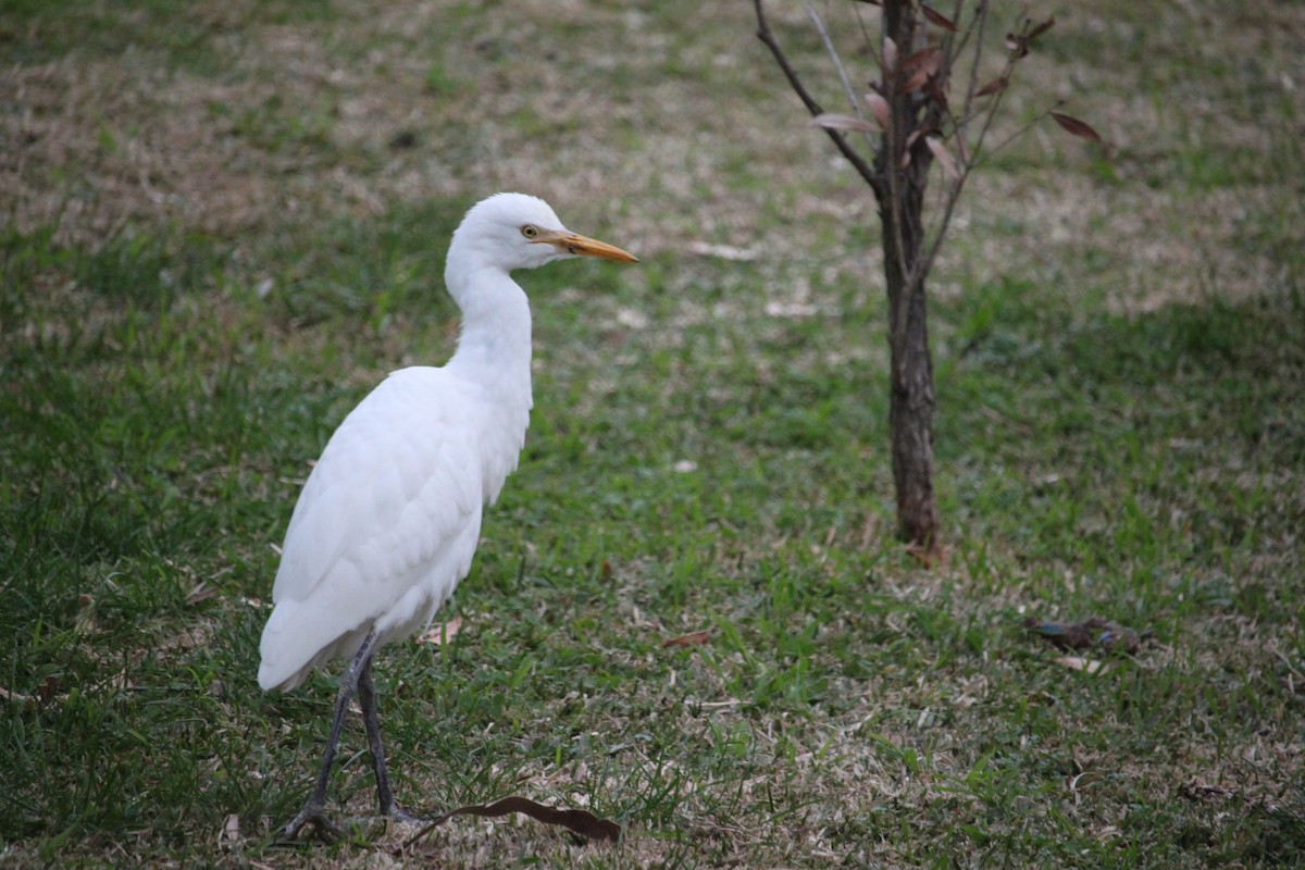 Eastern Cattle Egret - Bruce Roubin