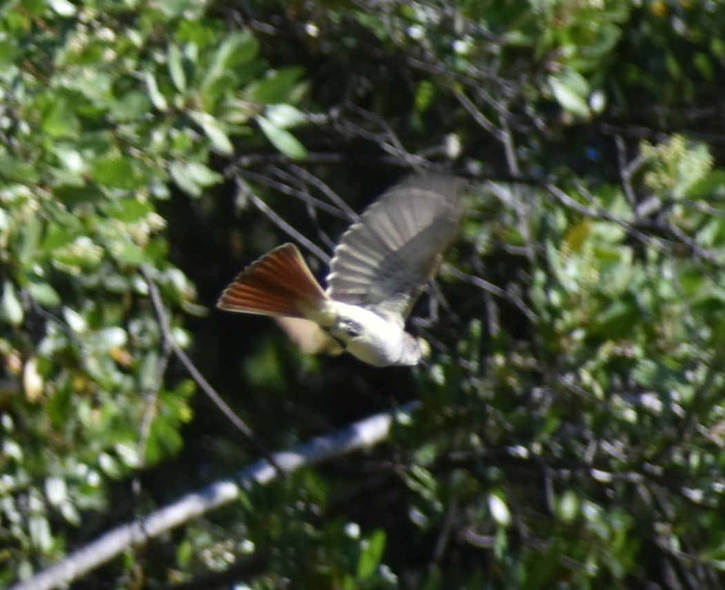 Ash-throated Flycatcher - ML590901561