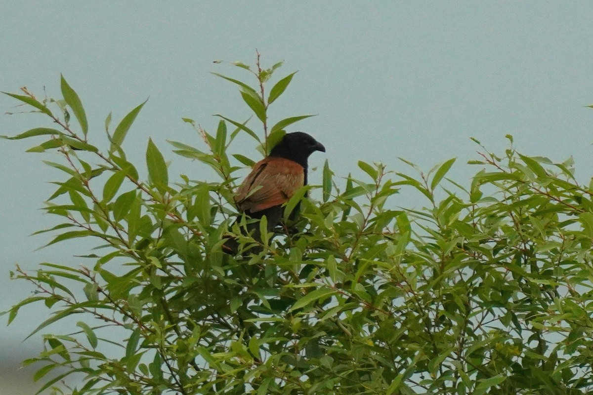 Lesser Coucal - ML590901871