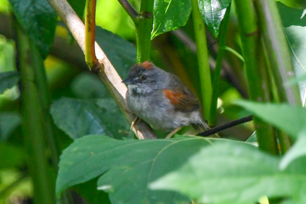 Pale-breasted Spinetail - ML590902431