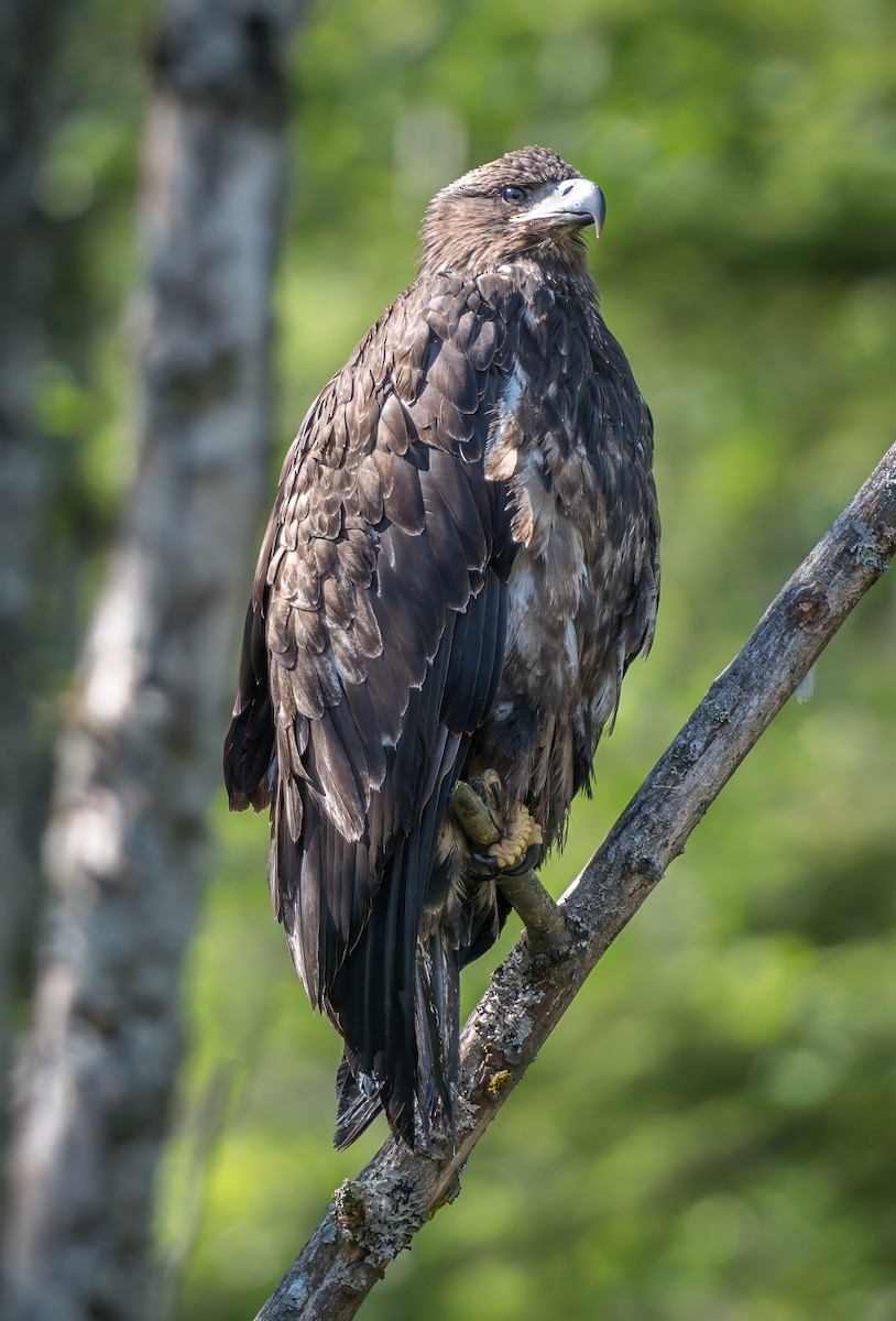 Bald Eagle - ML590902991