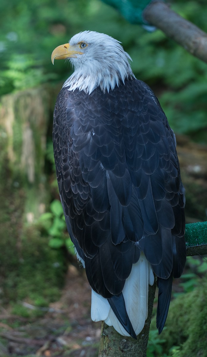 Bald Eagle - ML590903001