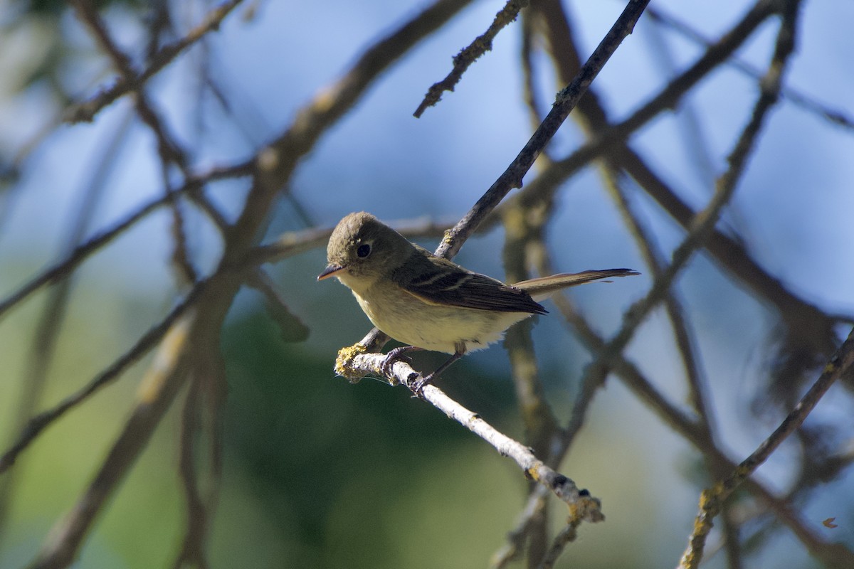 Western Flycatcher (Pacific-slope) - ML590903421