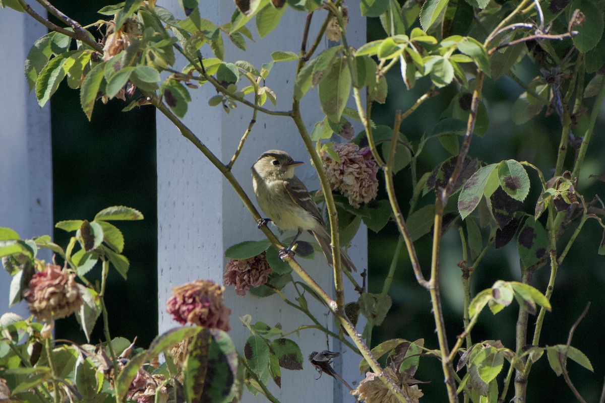 Western Flycatcher (Pacific-slope) - ML590903551