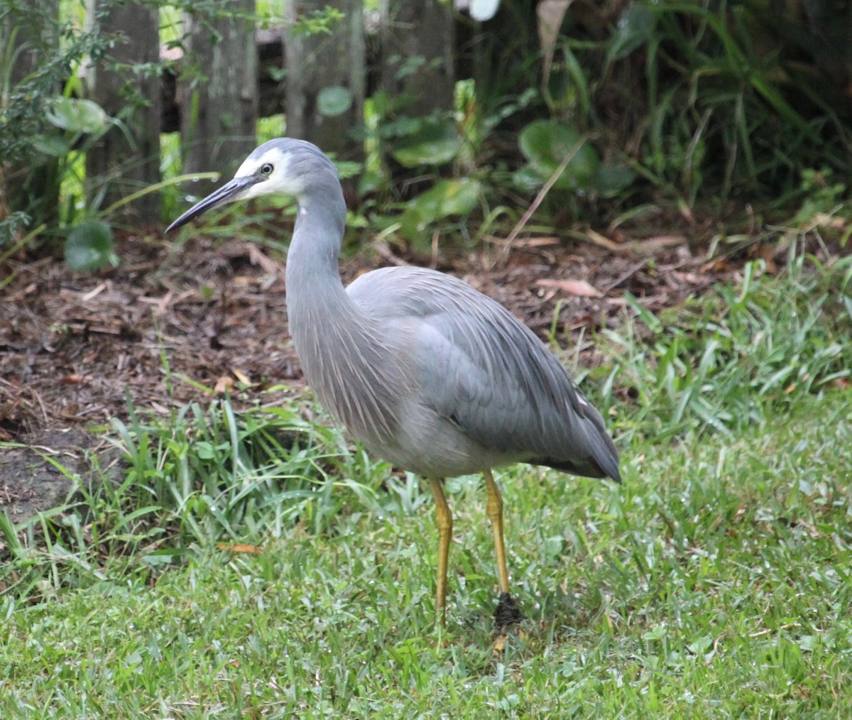 White-faced Heron - ML590903671