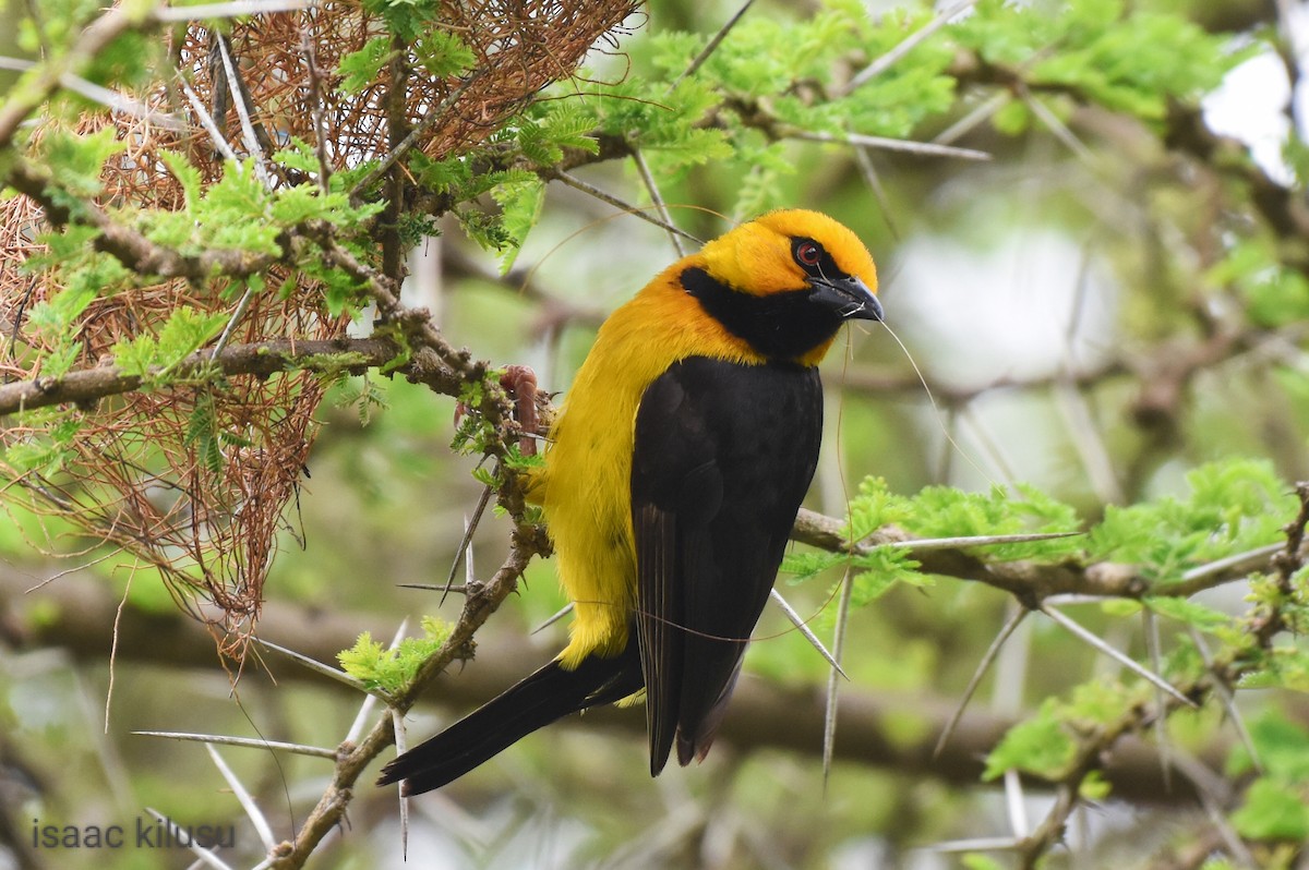 Black-necked Weaver - isaac kilusu