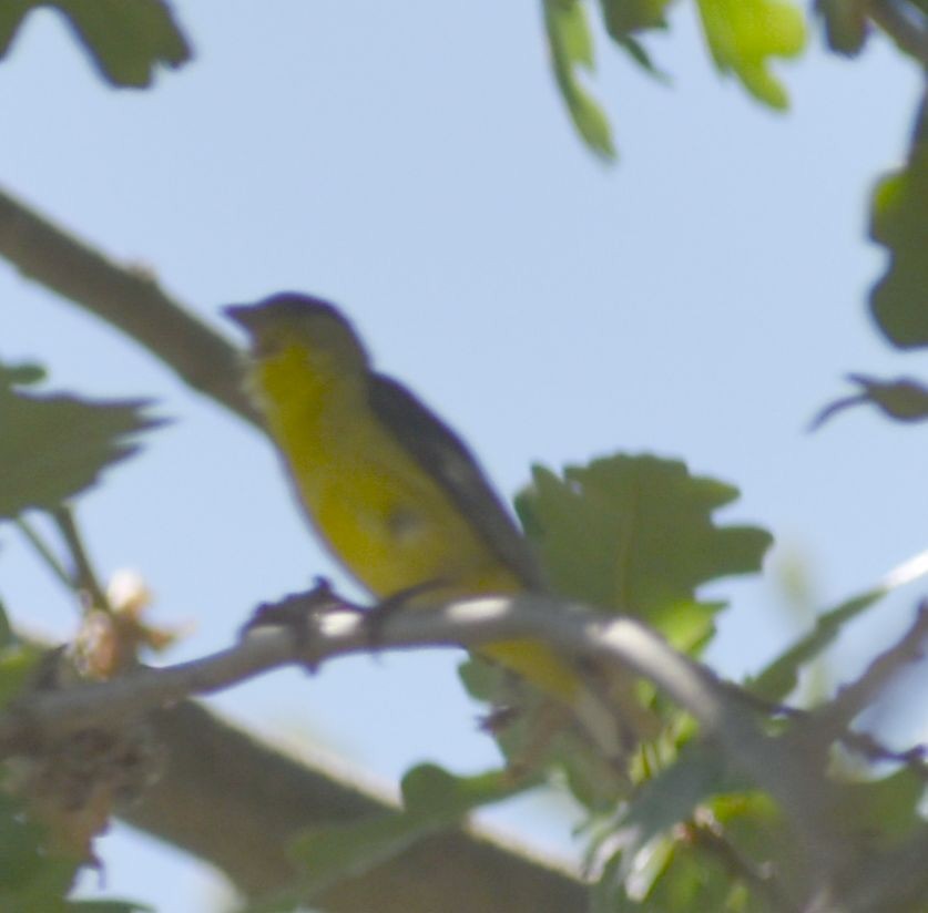 Lesser Goldfinch - ML590904311