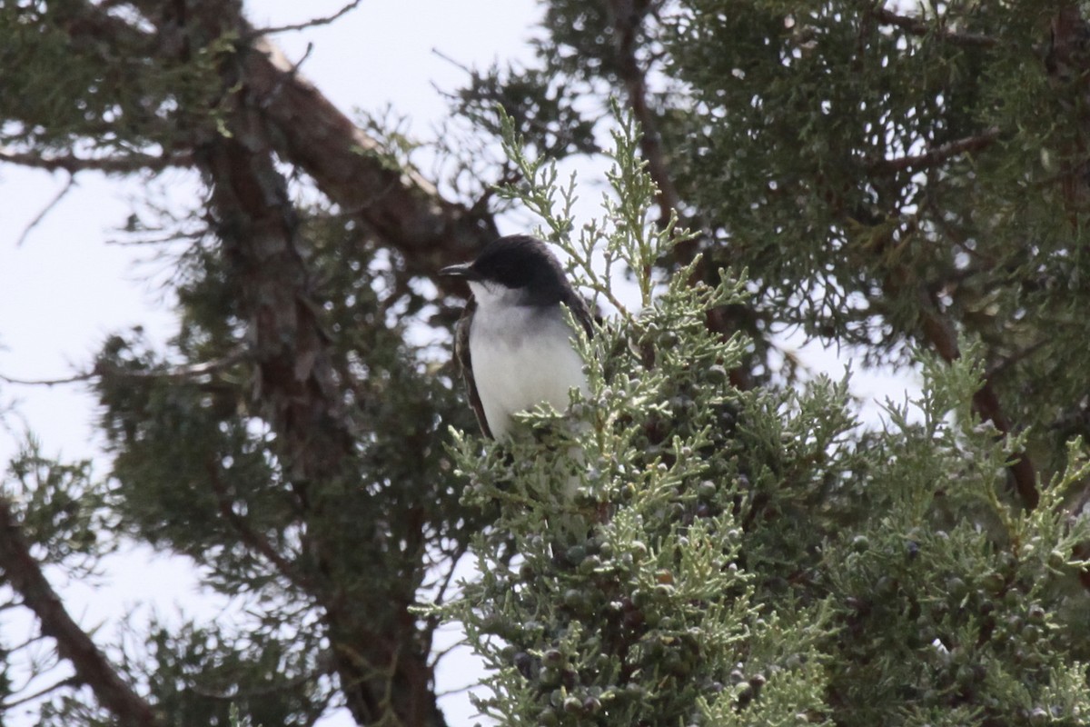 Eastern Kingbird - ML590905011