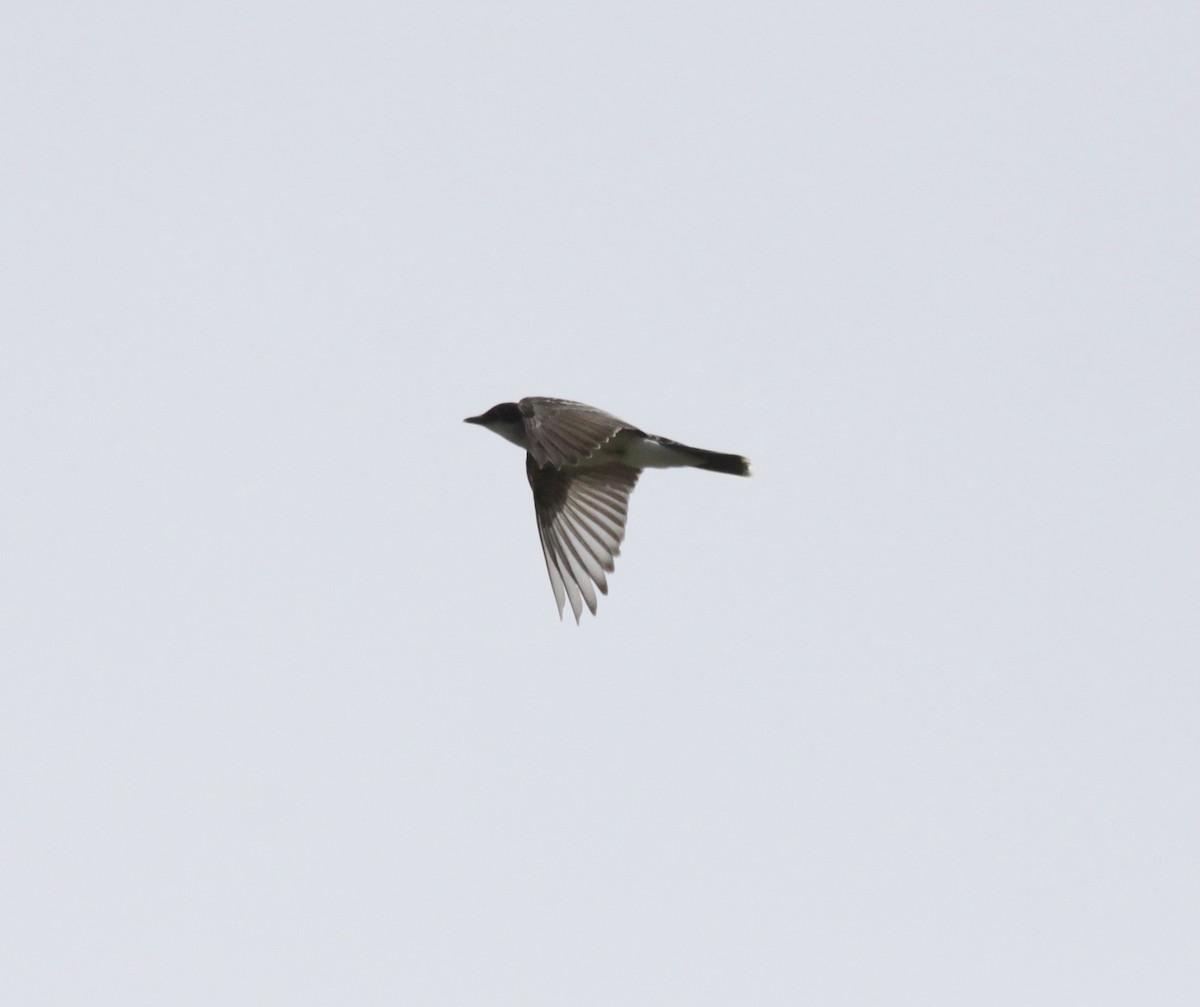 Eastern Kingbird - ML590905031