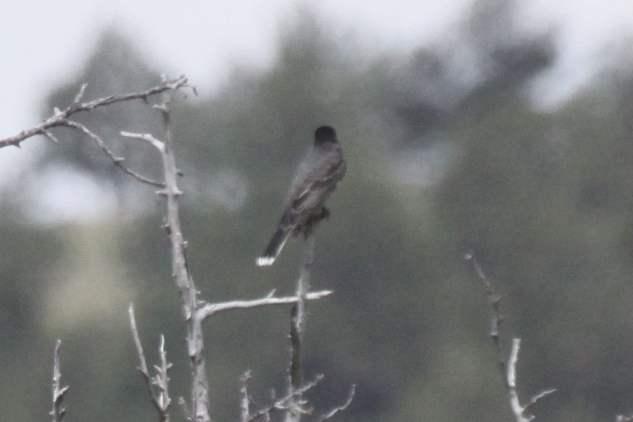 Eastern Kingbird - alan mauer