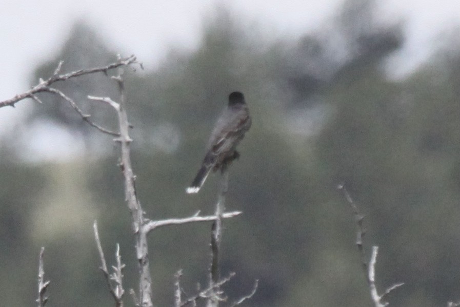 Schieferrücken-Königstyrann - ML590905051