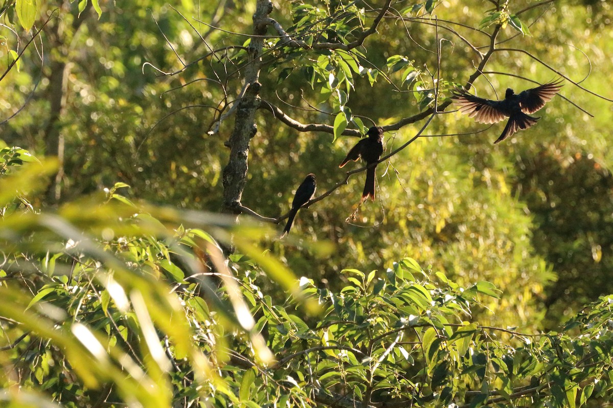 Menevişli Drongo - ML590906751