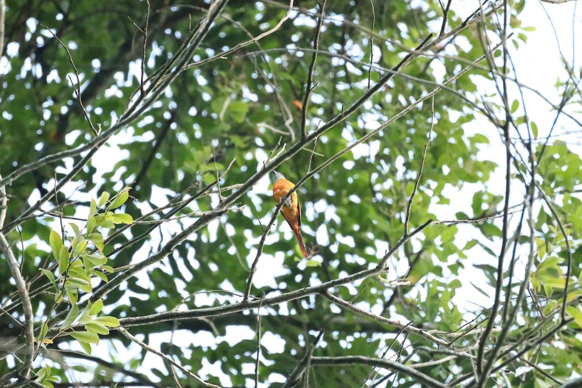 Gray-chinned Minivet - James（於任） Tu （杜）