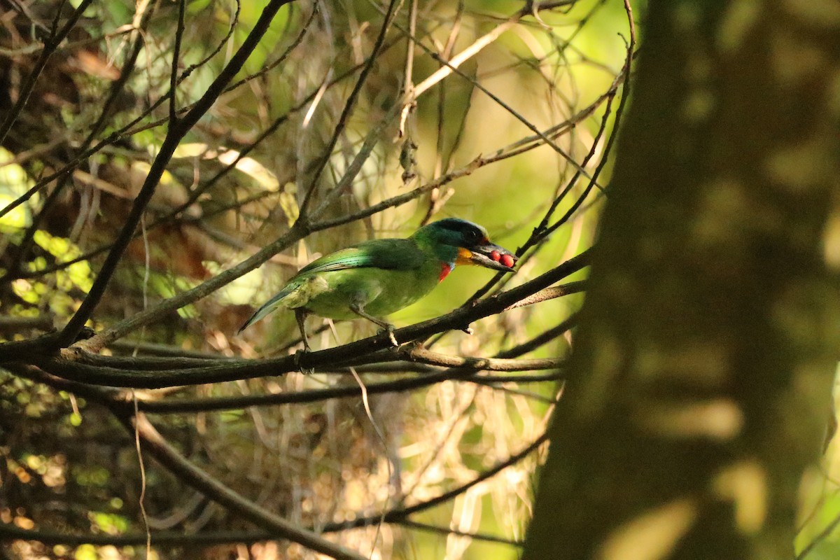 Taiwanbartvogel - ML590906961