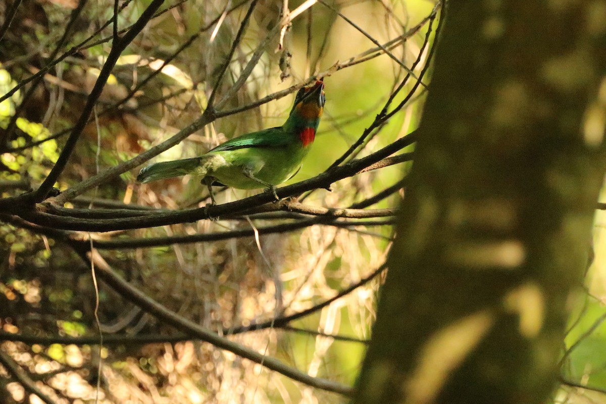 Taiwan Barbet - ML590906971